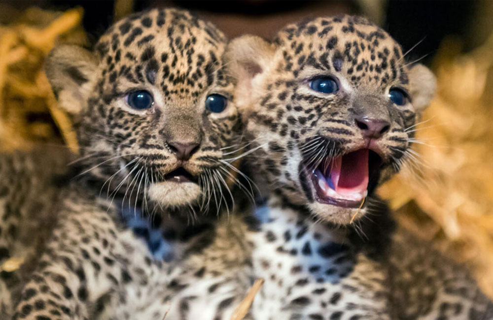 Rare Sri Lankan leopard gives birth to 3 cubs in Singapore Zoo