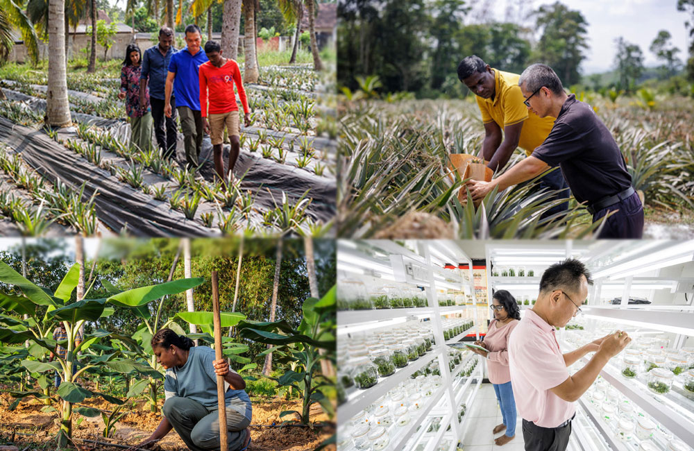 FAO’s South-South Cooperation Project with China Leads to 300% Increase in Pineapple Yield