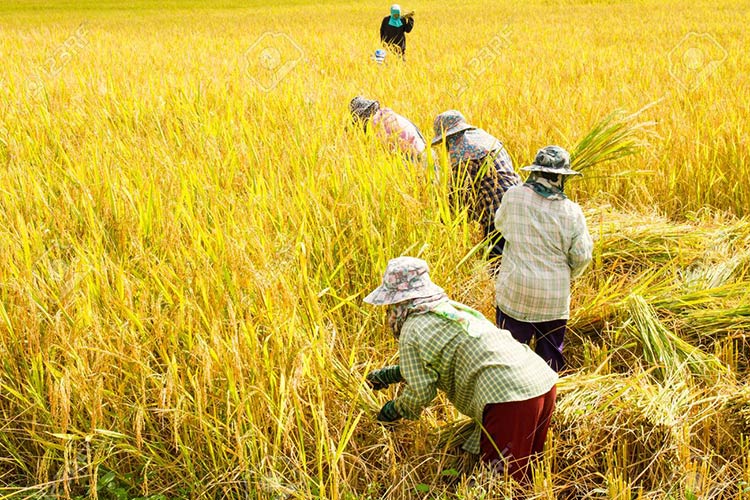 47996085 farmers harvest rice in rice fields 1