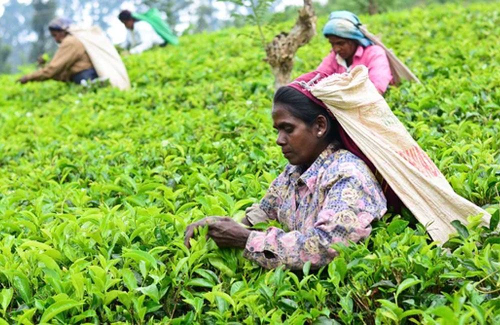 Plantation companies demand more tea leaves to pay budget-approved Rs. 200 daily wage hike