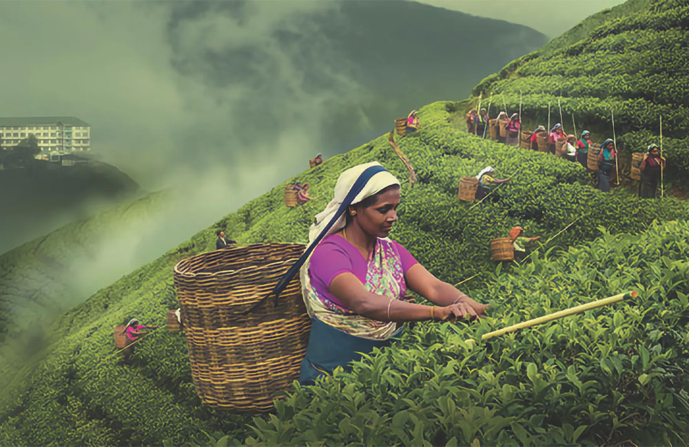 Sri Lanka’s Tea Sector Faces Pressure despite Regional Leadership Bid