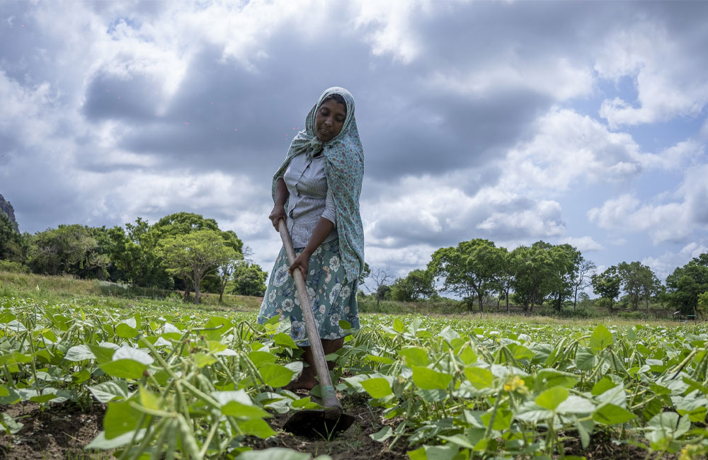 Government Launches Sustainable Agriculture Loans amid Disaster Recovery