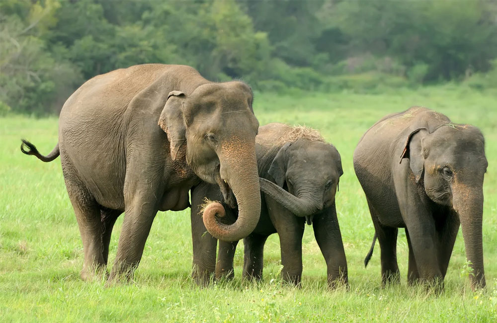 Too Big for Our Maps, Too Small for Their Feet