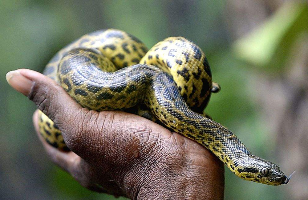 Yellow Anaconda Hatchling Reported Missing From Dehiwala Zoo