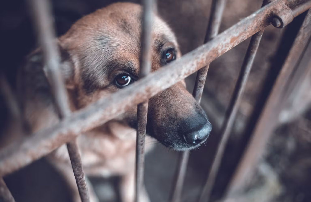 Cruelty to animals could mean jail under new bill