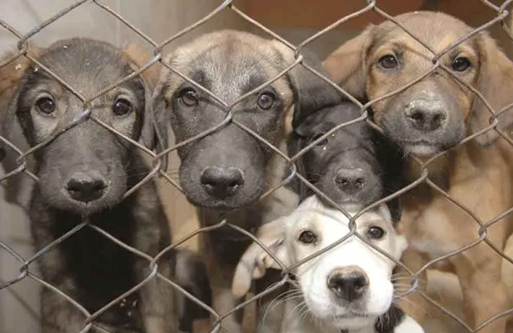 Sri Lanka Moves Closer to New Animal Welfare Law After Over a Century of Outdated Protection