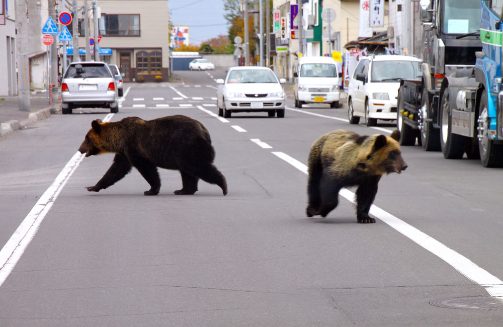 British govt. urges Britons visiting Japan to watch out for bears