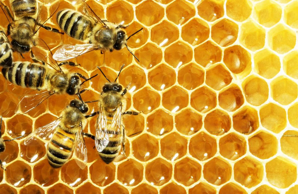 “5G and the Disappearance of Bees: A Silent Threat to Nature’s Balance”