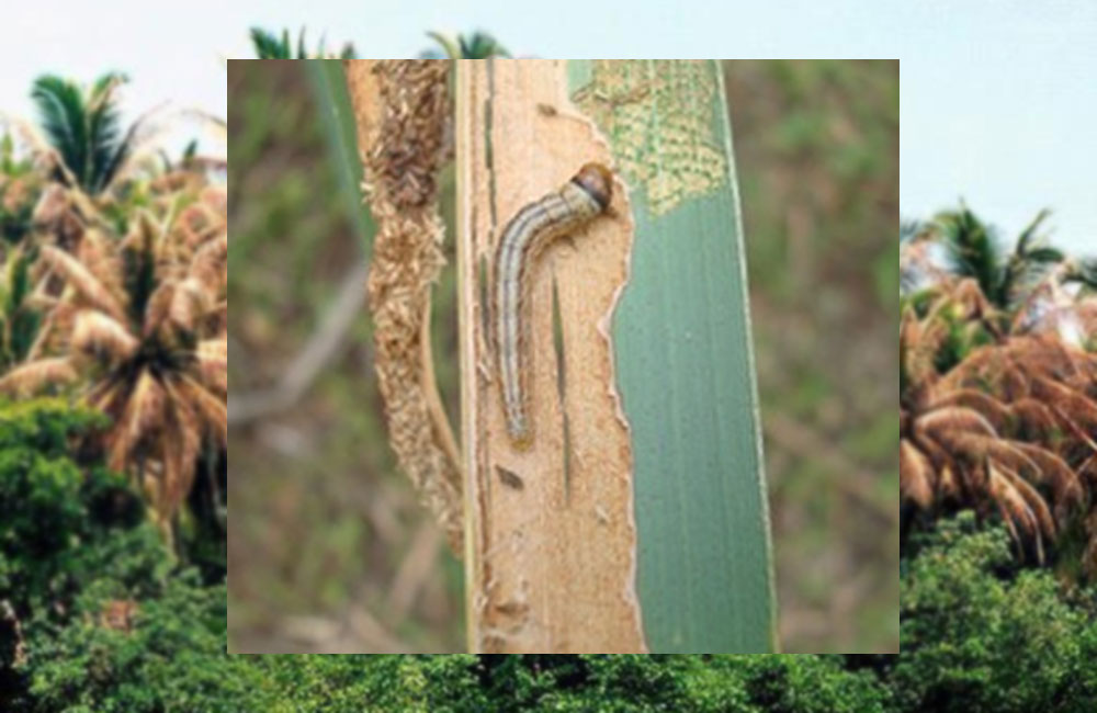 Coconut Pest Outbreak Emerges in Puttalam