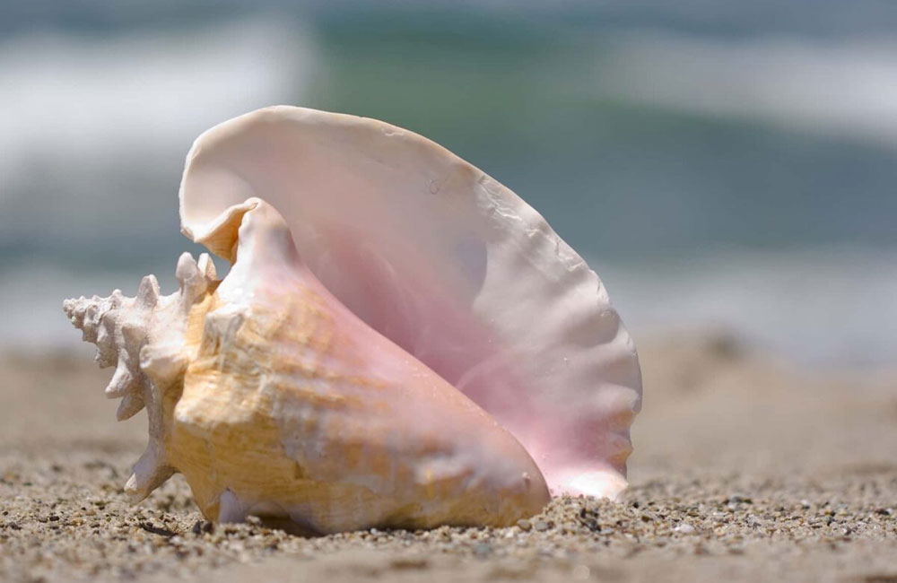 Rare Valampuri Conch Seized in Kalutara Raid; Suspect Arrested