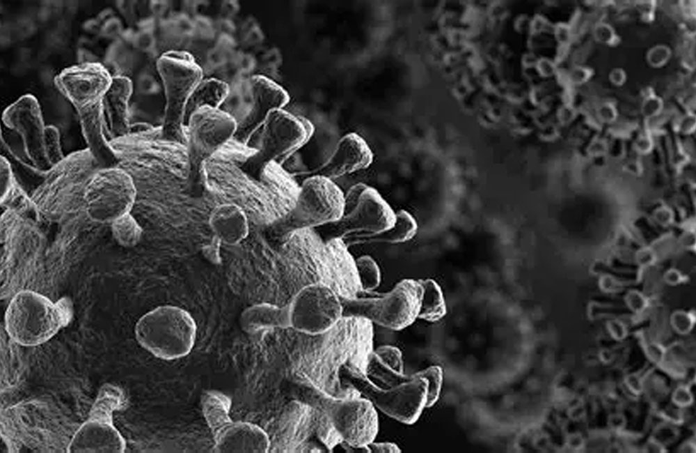 WHO confirms Nipah virus death in Bangladesh, risk of global spread low