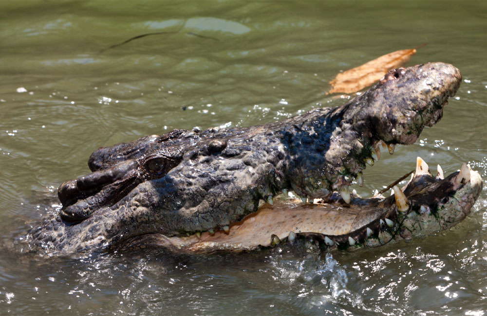 Crocodile infested river chosen for Olympics