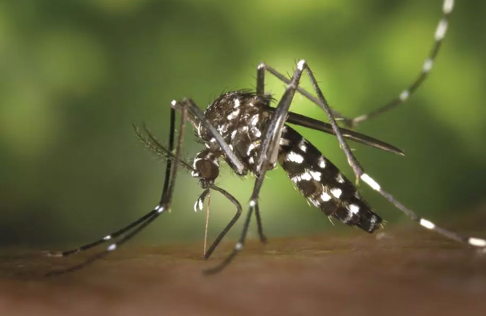 Dengue Cases Near 30,000 as Health Authorities Flag High-Risk Areas Nationwide