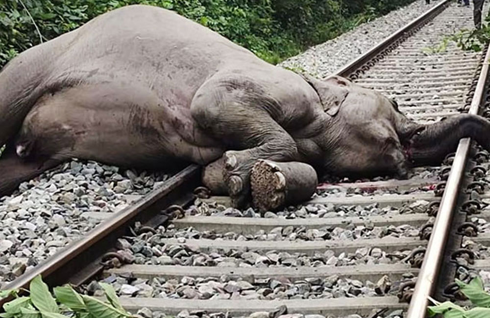 Wild elephant killed in train collision in Habarana