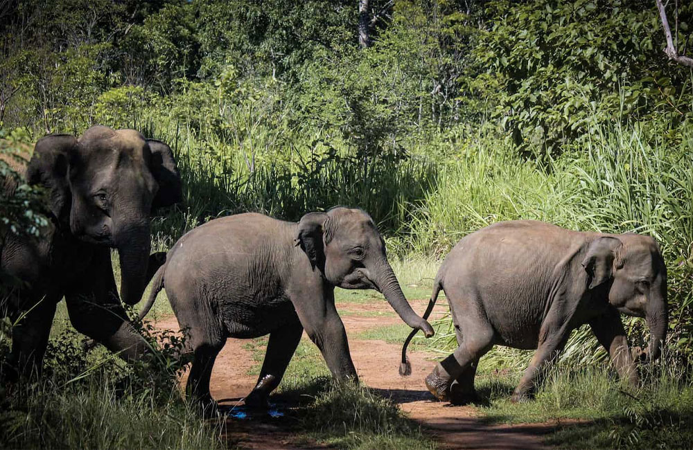 Petition filed against operation to drive wild elephants into reserves dismissed