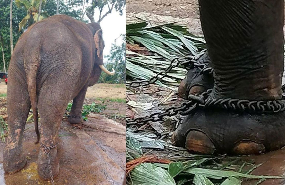 Thai government moves to bring back 2 gifted elephants from Sri Lanka
