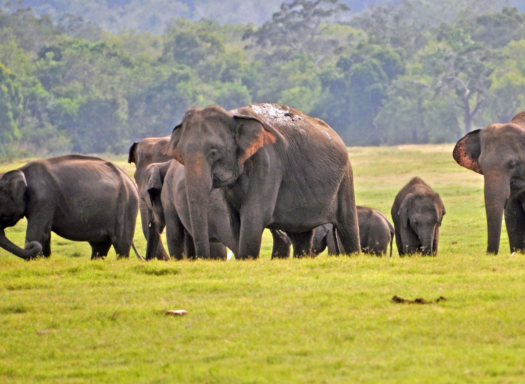 Sri Lanka Urged to Fast-Track National Policy on Human-Elephant Conflict