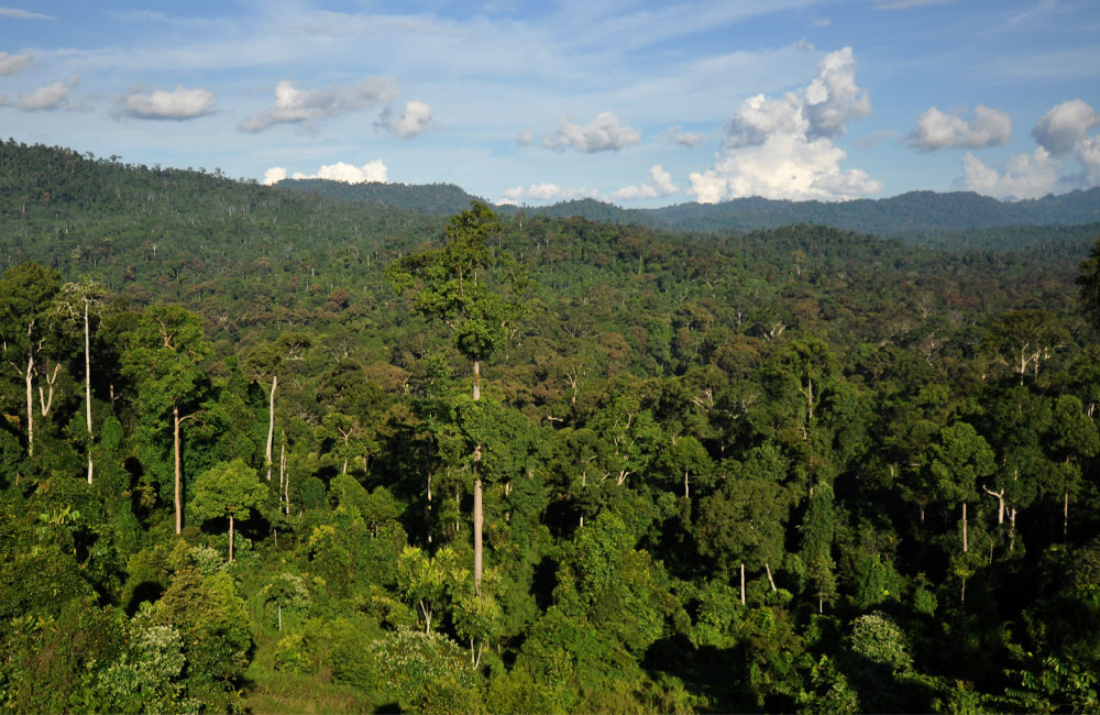 81 forests declared as reserves under ‘Vanaspathi’ programme so far with more to be gazetted