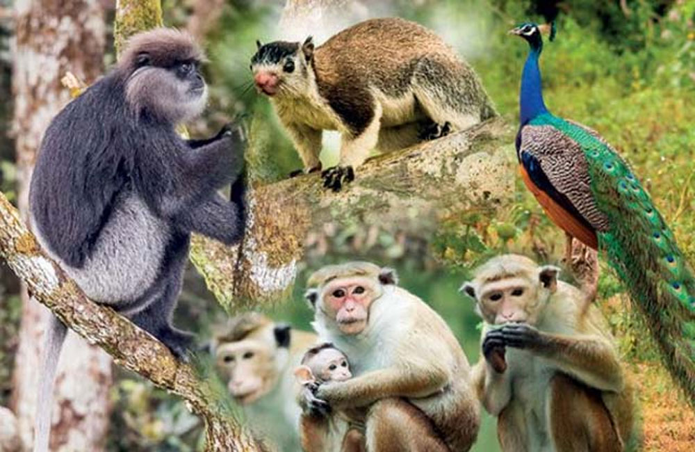 Agri Ministry issues recommendations based on National Animal Census