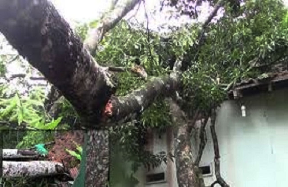 Student killed after tree falls onto school building