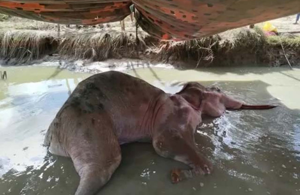 Bhathiya the Elephant Dies After Long Struggle With Gunshot Wounds