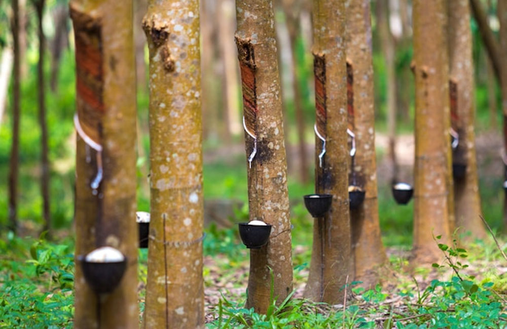 Sri Lanka’s Rubber Sector at Risk as EU-Backed Mapping Push Gains Urgency
