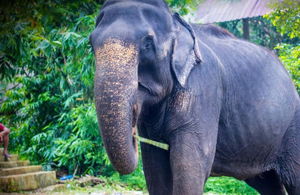 Famous Bellanwila temple elephant “Manika” dies at 76