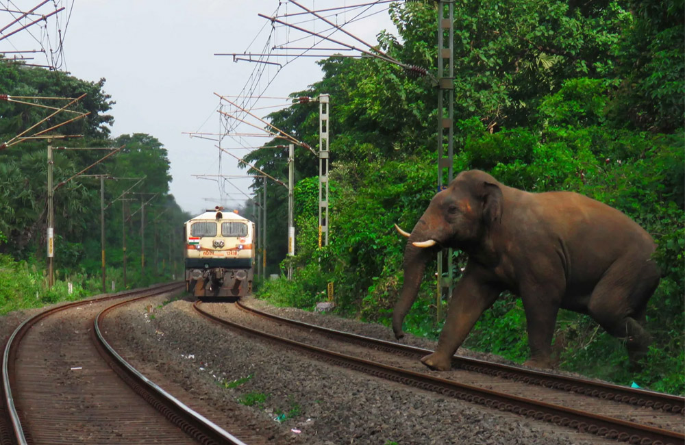 Elephant Injured in Collision with Night Mail Train in Habarana