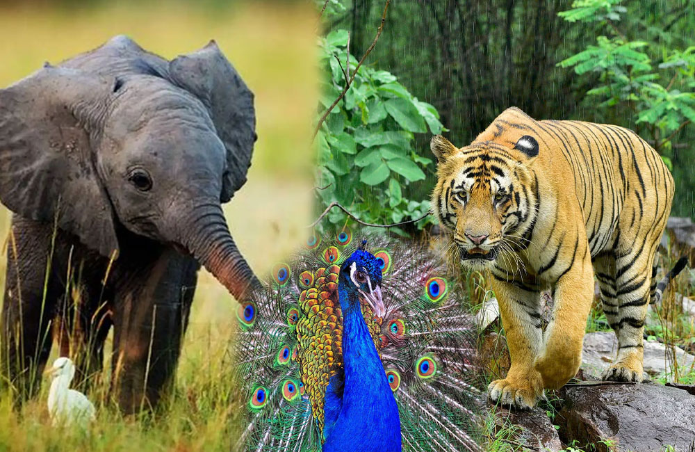 SL among the first countries to advance large-scale biodiversity management