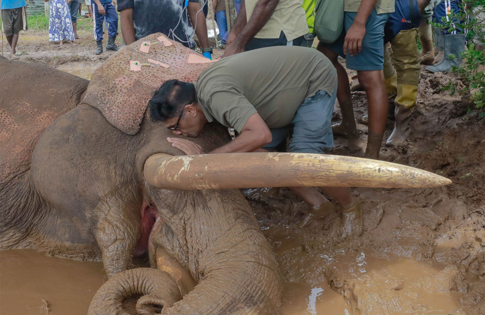Sajith calls for national strategy to end human-elephant conflict following iconic tusker’s death