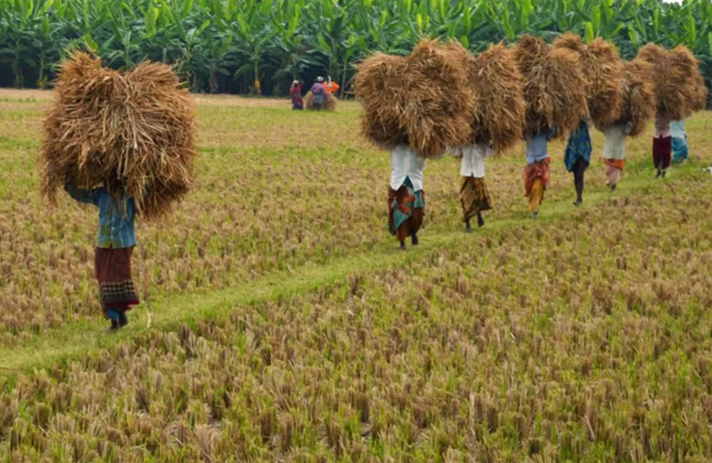 Cyclone Ditwah Threatens Maha Harvest, Sparks Food Security Fears