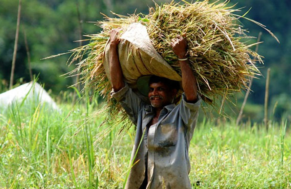 Government Announces Higher Paddy Prices Ahead of New Season