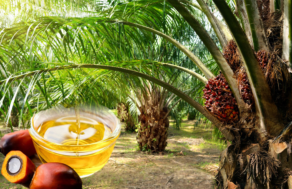 Losing millions in silence: Why Sri Lanka must lift Palm Oil ban now