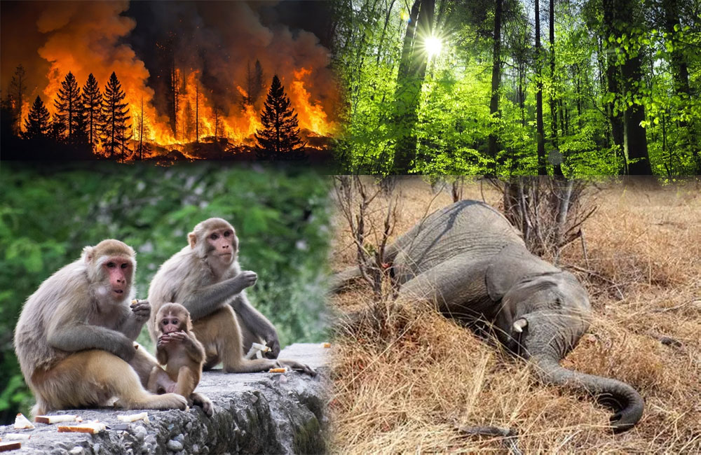 Forests - The Lifeline We Cannot Afford to Lose Deforestation, Human-Animal Conflict and Global Experiences