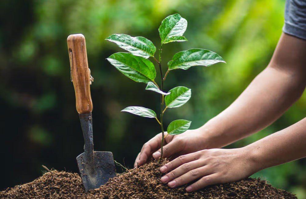 Sri Lankans Mark Final New Year Ritual with Auspicious Tree Planting Ceremony Today