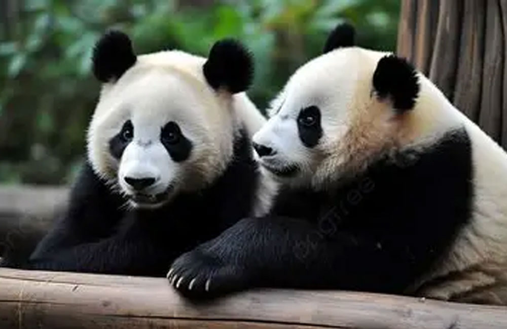 Last two giant pandas in Japan set to leave for China