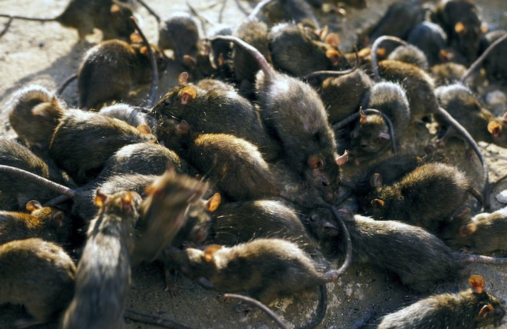 Colombo battles growing rat infestation amid health fears