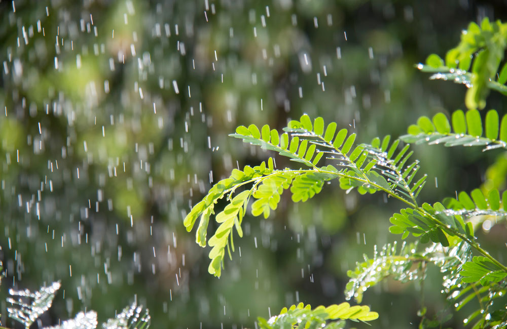 Afternoon Showers and Thunderstorms Forecast Across Most Parts of the Island