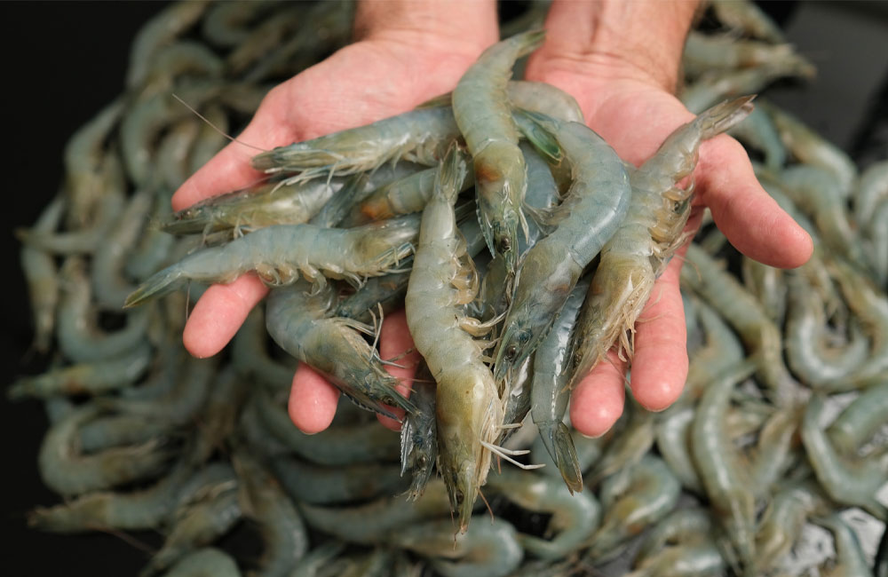 Smart Digital Launch Energises Sri Lanka’s Shrimp Export Drive