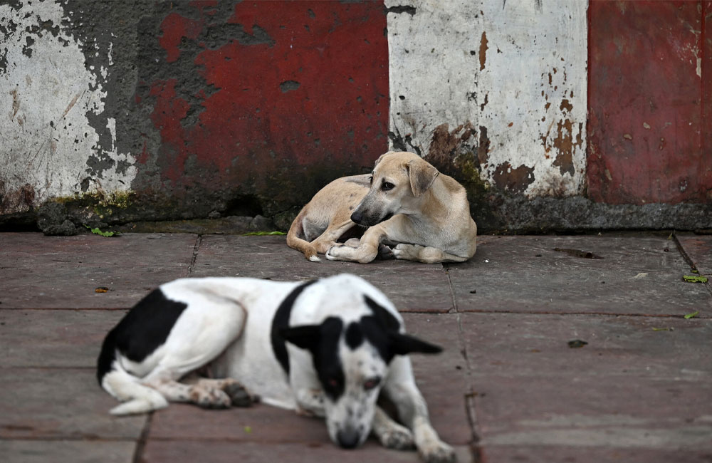 Stray Dog Crisis Puts Pressure on Sri Lanka’s Economy
