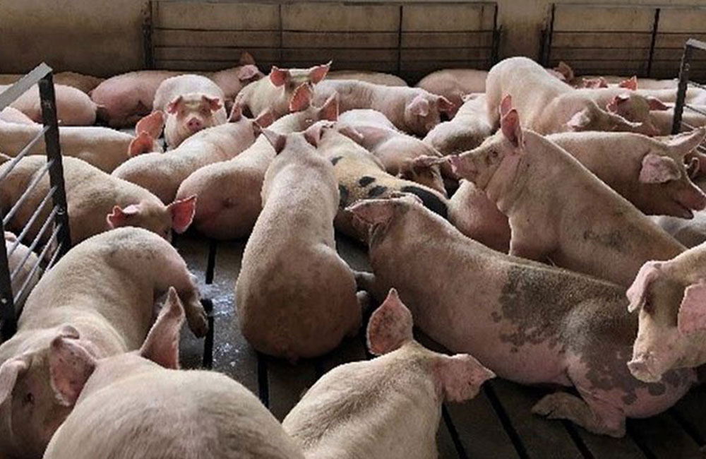 African swine fever detected at pig farms in six Sri Lankan districts
