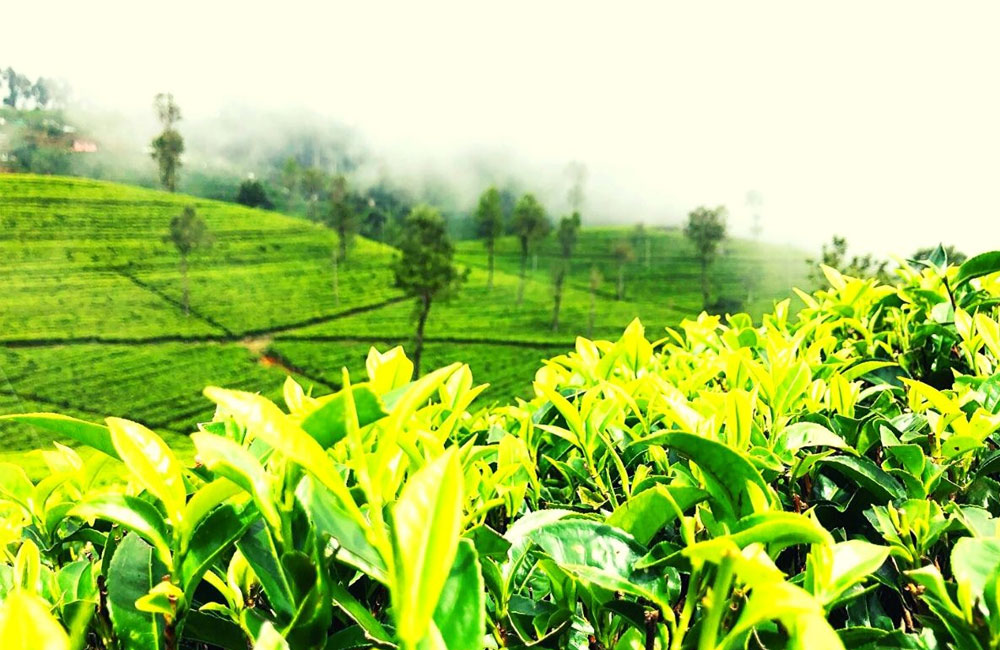 Government Announces Additional Fertilizer Subsidy for Small-Scale Tea Growers