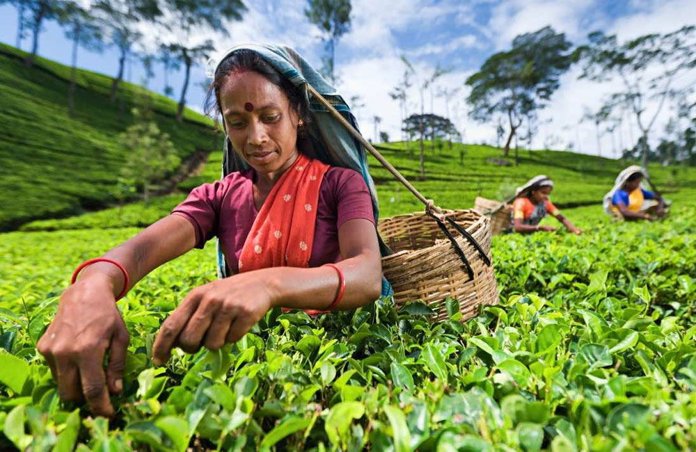 Ceylon Tea Risks Irrelevance without Regenerative Shift and Reform