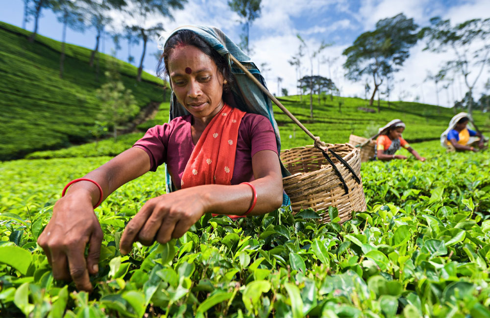 Tea Sales Fall as Sri Lanka Industry Faces Cost Pressures and Global Shift