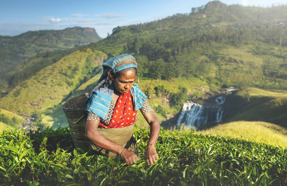 Sri Lanka Tea Industry Bounces Back After Cyclone Ditwah