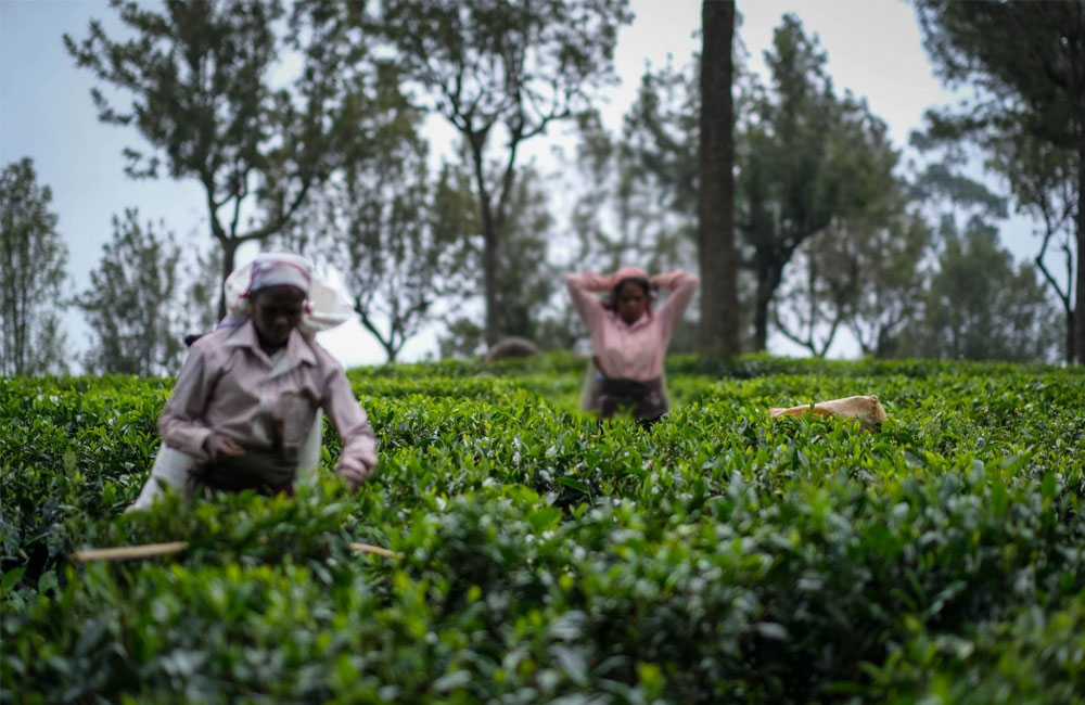 New Pension Scheme Proposed to Secure Future of Tea Industry Workers