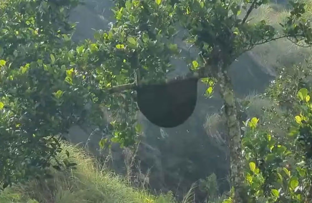 Tea Estate Worker Dies in Wasp Attack in Lindula