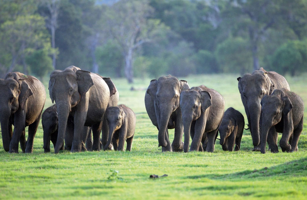 128 Wild Elephants Die in First Four Months of Year as Human-Elephant Conflict Persists