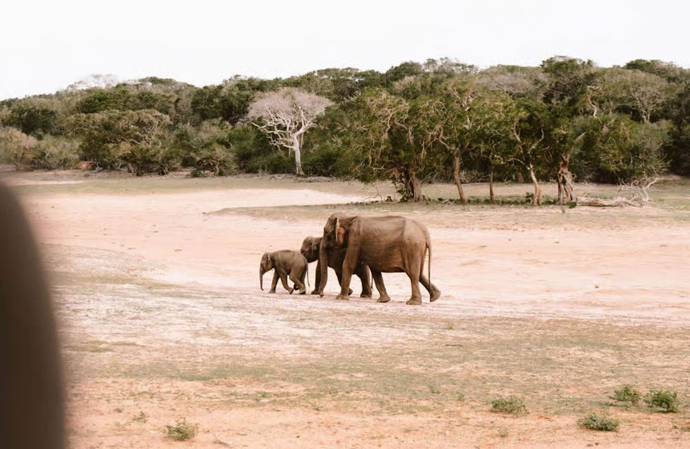 Wildlife Department Expands Water Supply Efforts as Drought Hits Yala National Park 