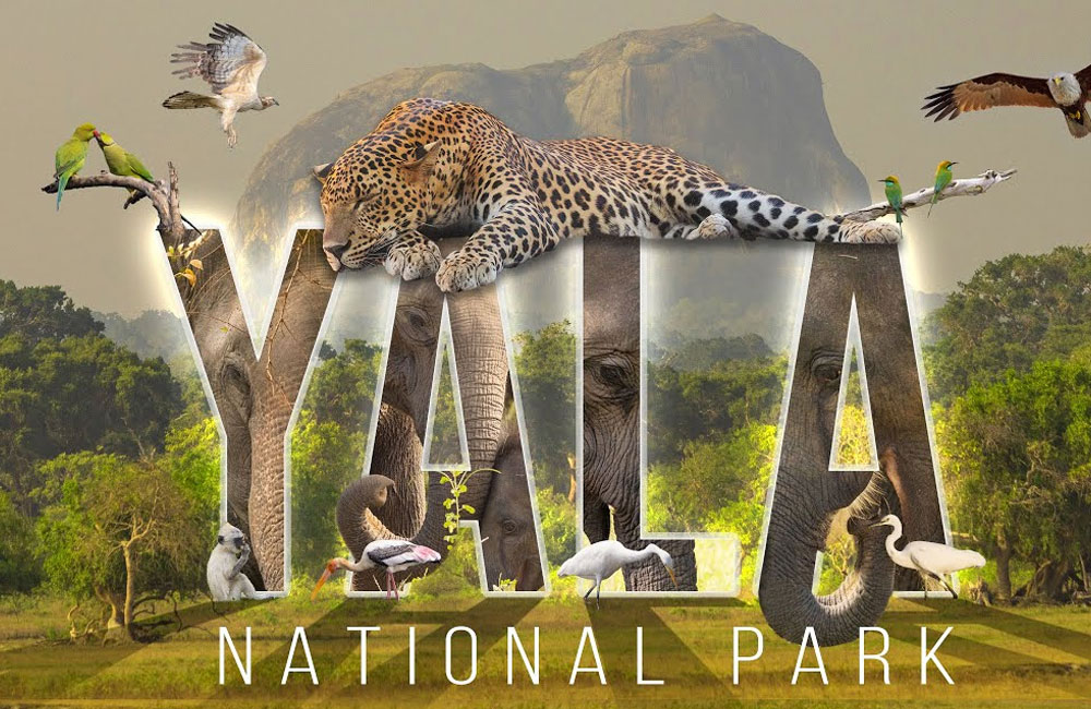 Yala National Park Closes Two Blocks as Drought Intensifies